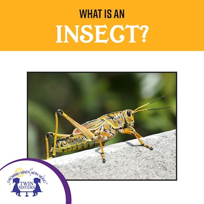What Is An Insect?
