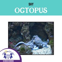Shy Octopus