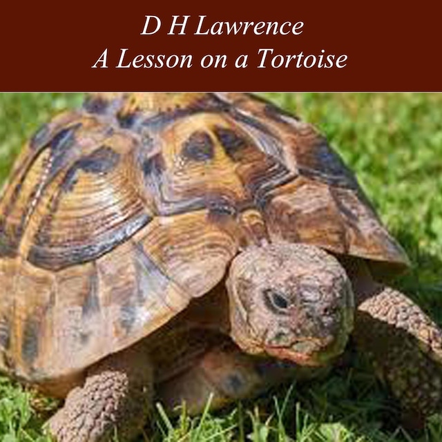 Buchcover für A Lesson on a Tortoise