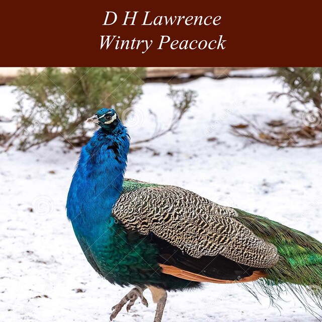 Book cover for Wintry Peacock
