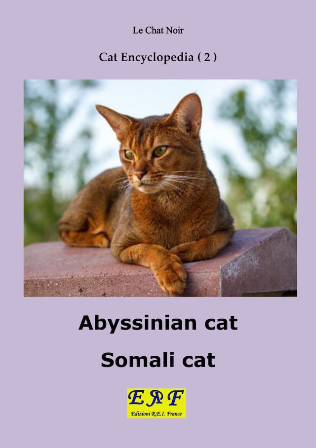 Abyssinian cat - Somali cat