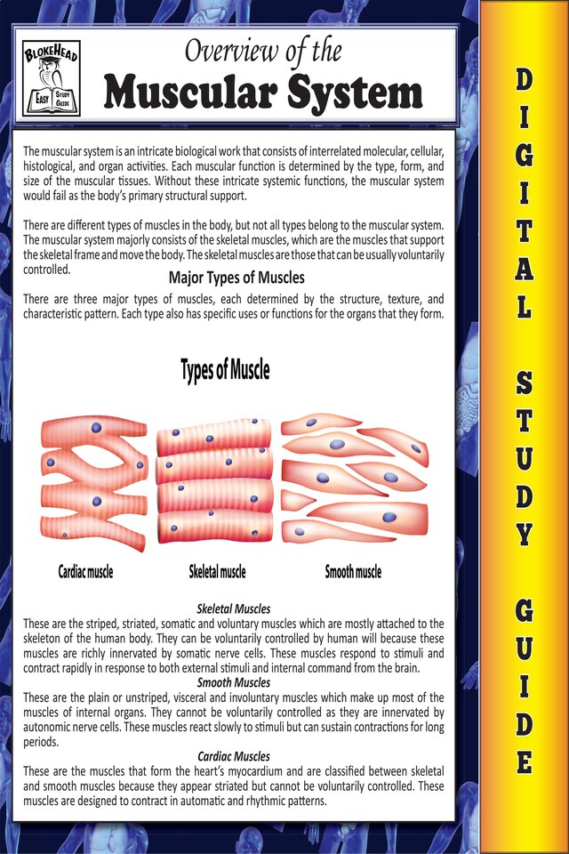 Boekomslag van Muscular System (Blokehead Easy Study Guide)