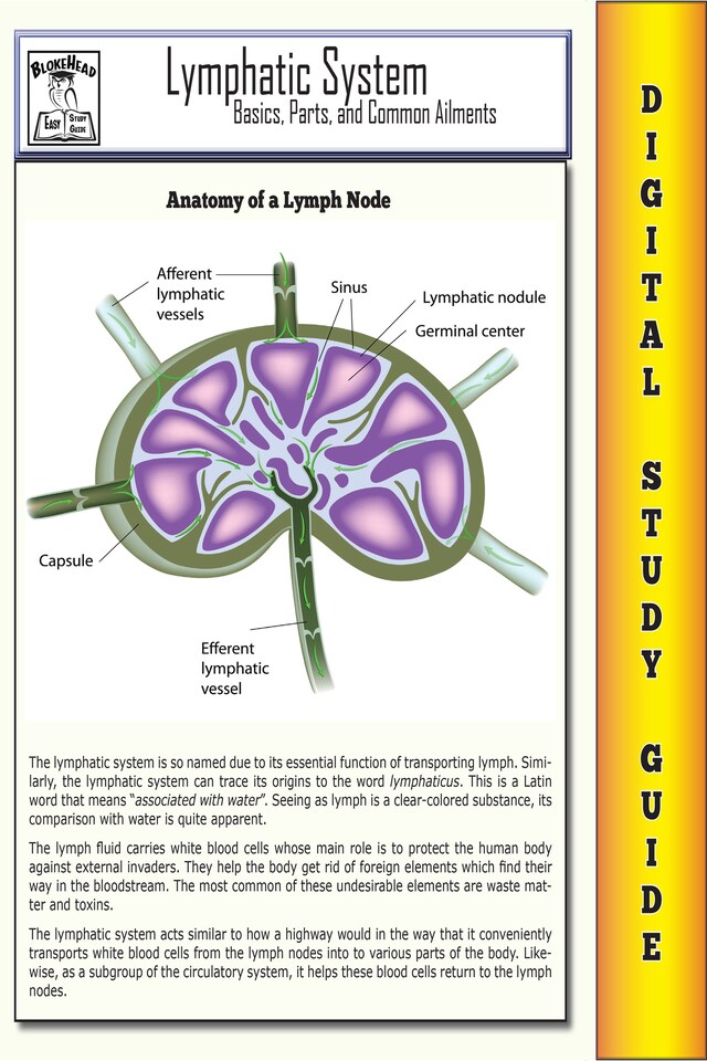 Boekomslag van Lymphatic System ( Blokehead Easy Study Guide)