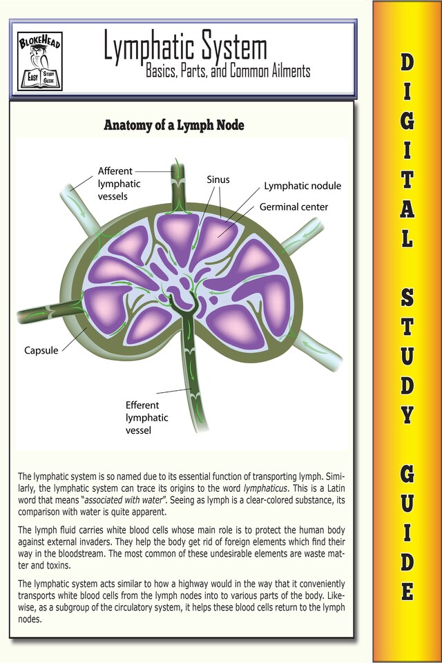 Bogomslag for Lymphatic System ( Blokehead Easy Study Guide)