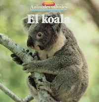El koala