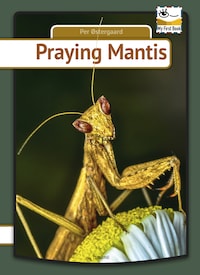 Praying Mantis