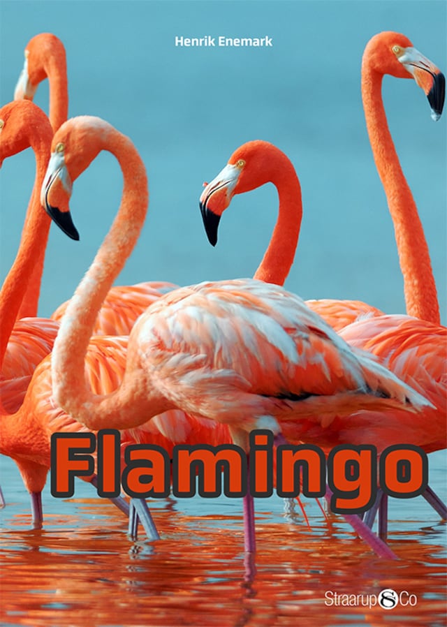 Okładka książki dla Flamingo