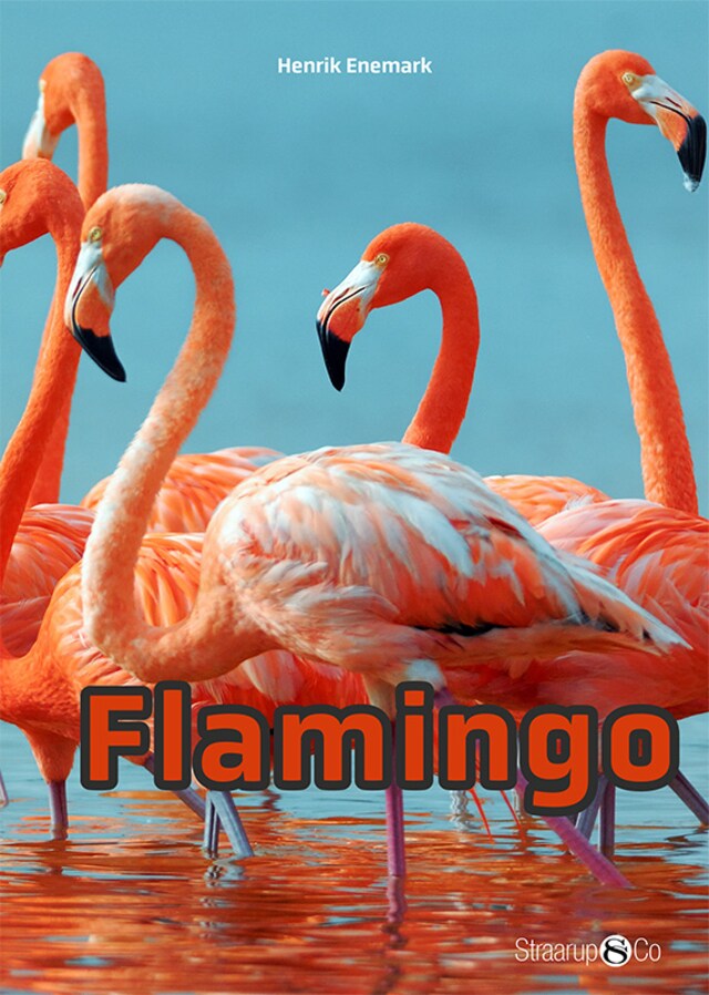 Copertina del libro per Flamingo