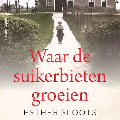 Waar de suikerbieten groeien