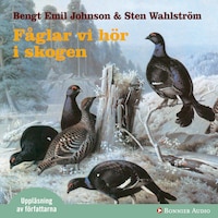 Fåglar vi hör i skogen : dygnet runt i skogen