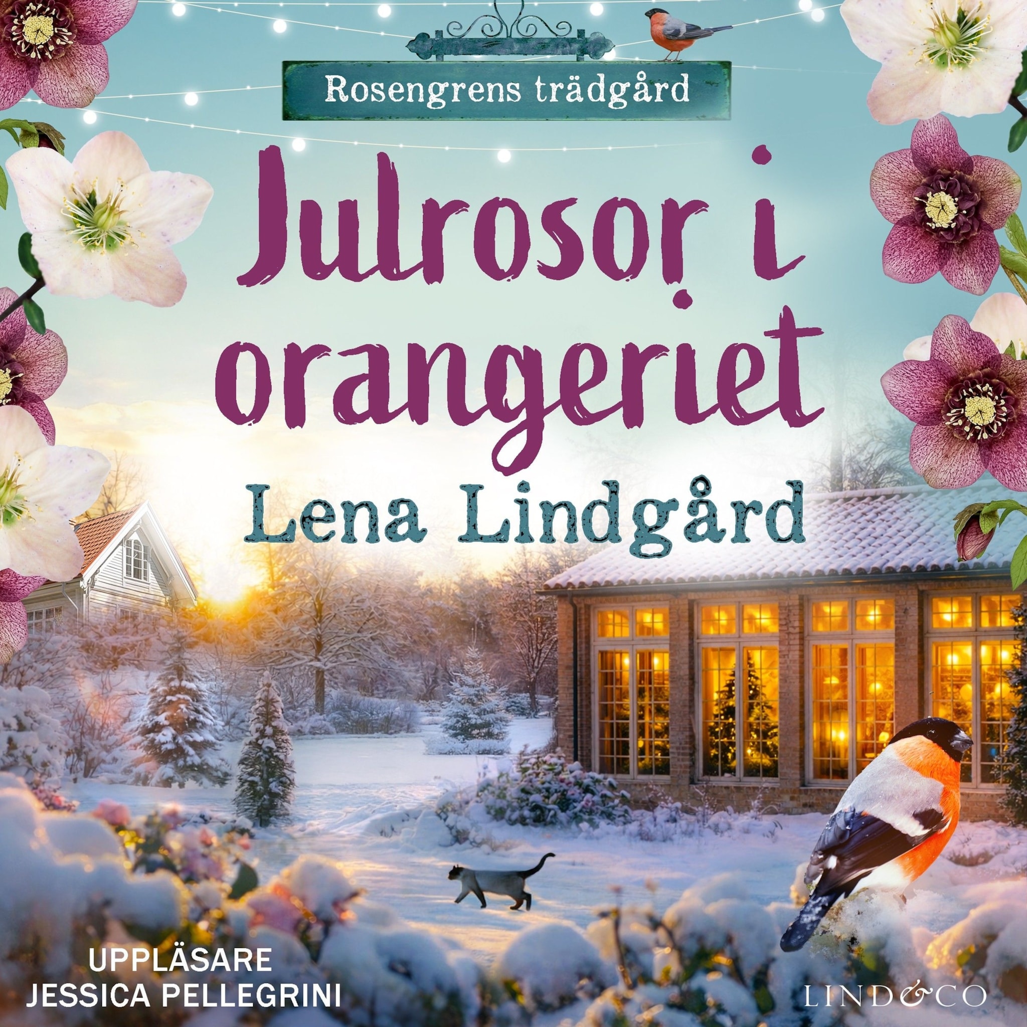 Julrosor i orangeriet