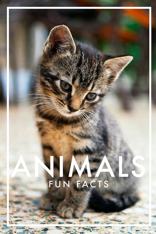 Book cover for Animals Fun Facts