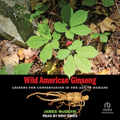 Wild American Ginseng