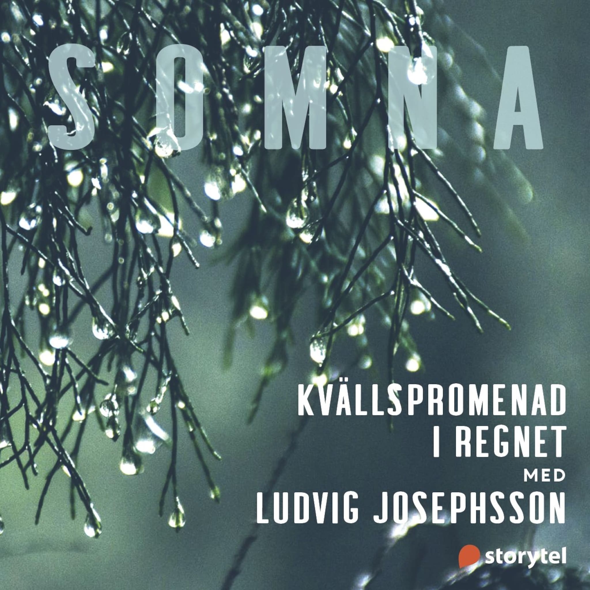Kvällspromenad i regnet