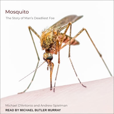 Mosquito